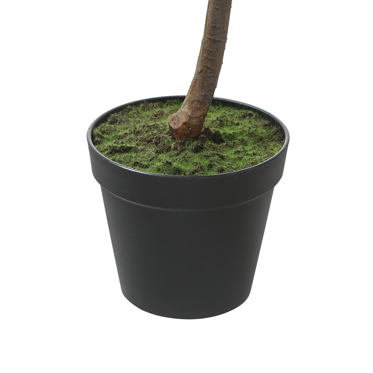 Ficus in vaso 165cm