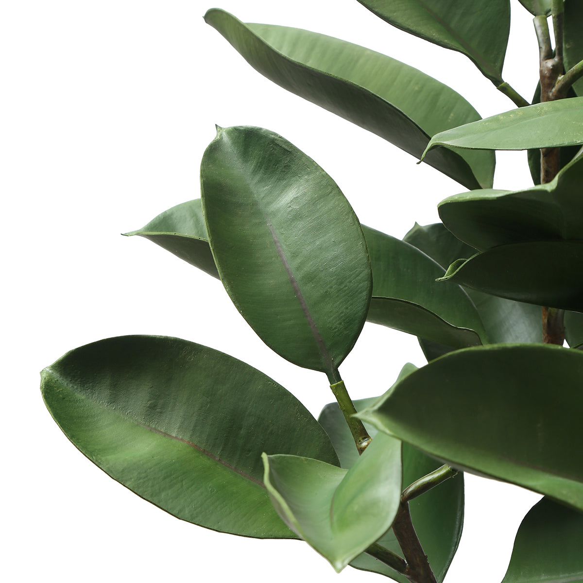 Ficus in vaso 115cm