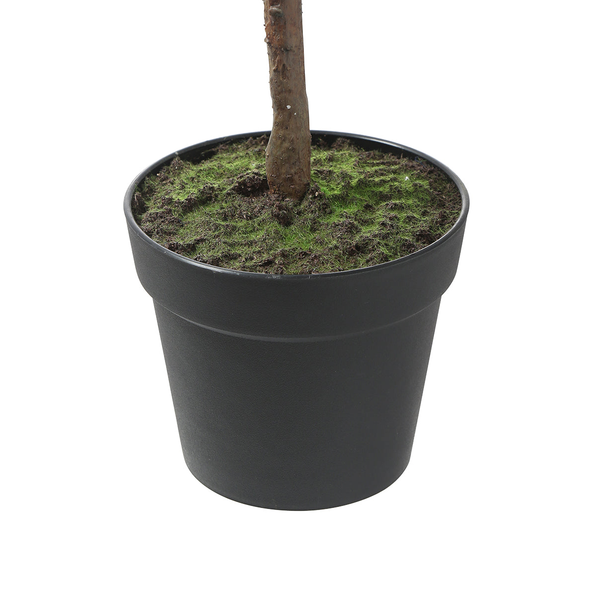 Ficus in vaso 115cm