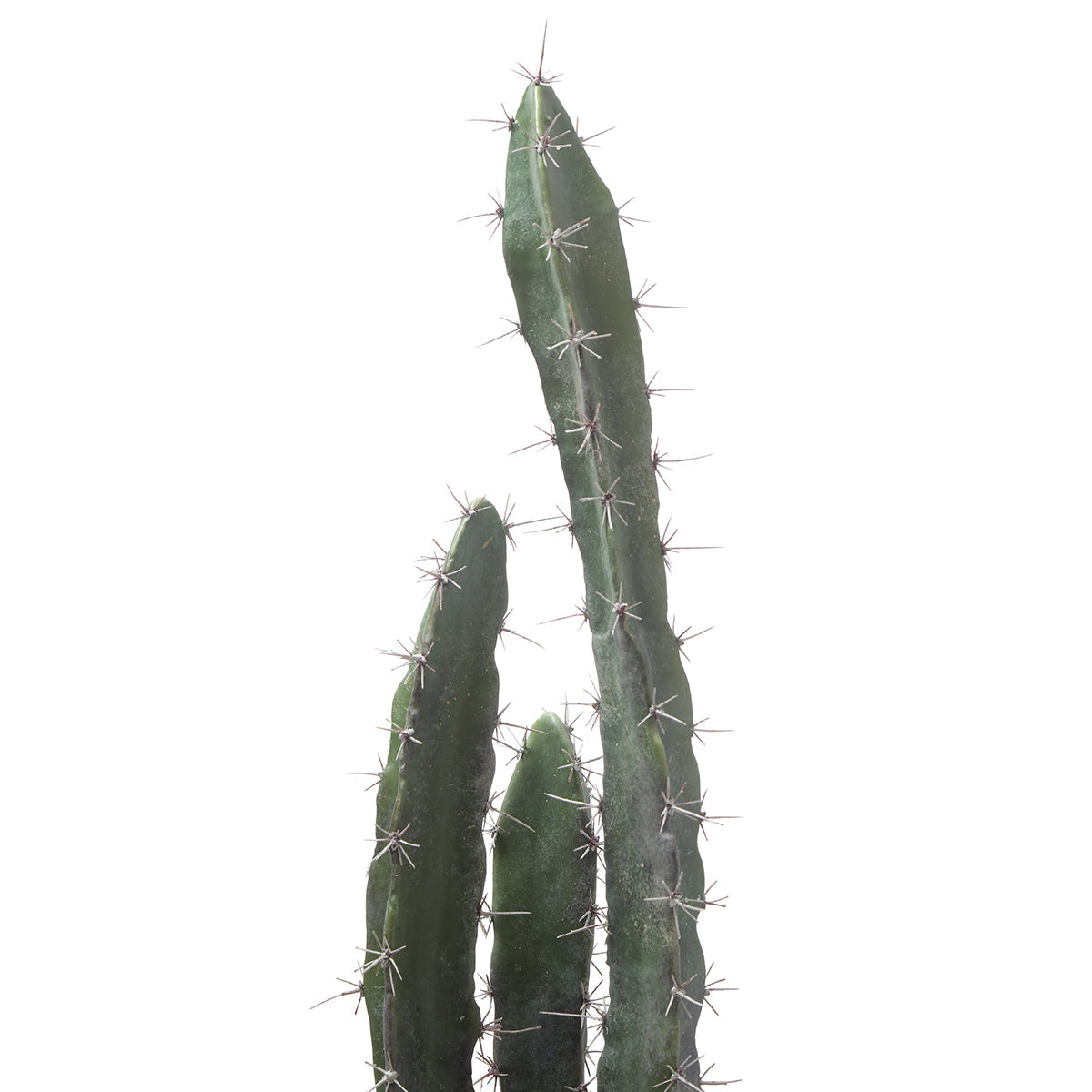 Cactus in un vaso in ceramica 64 cm