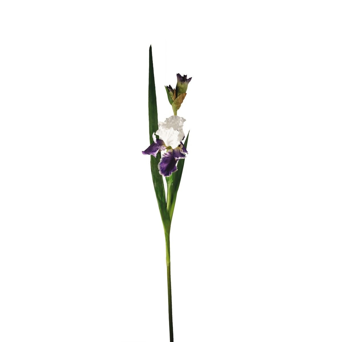 Tige d'Iris