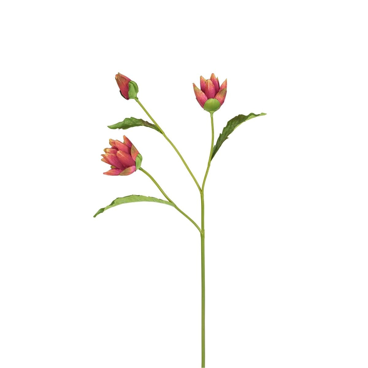 Tige d'Artichaut ouverte avec bourgeon