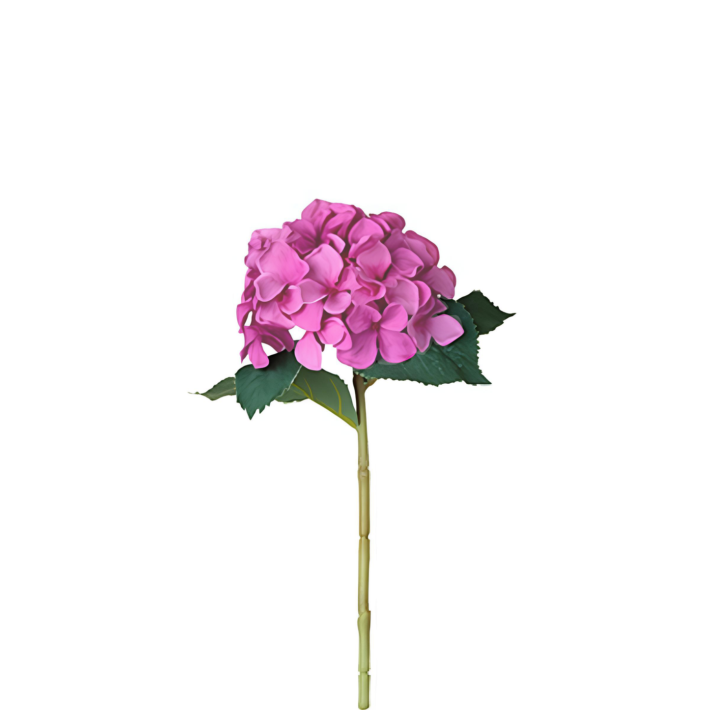 Tige d'Hydrangea