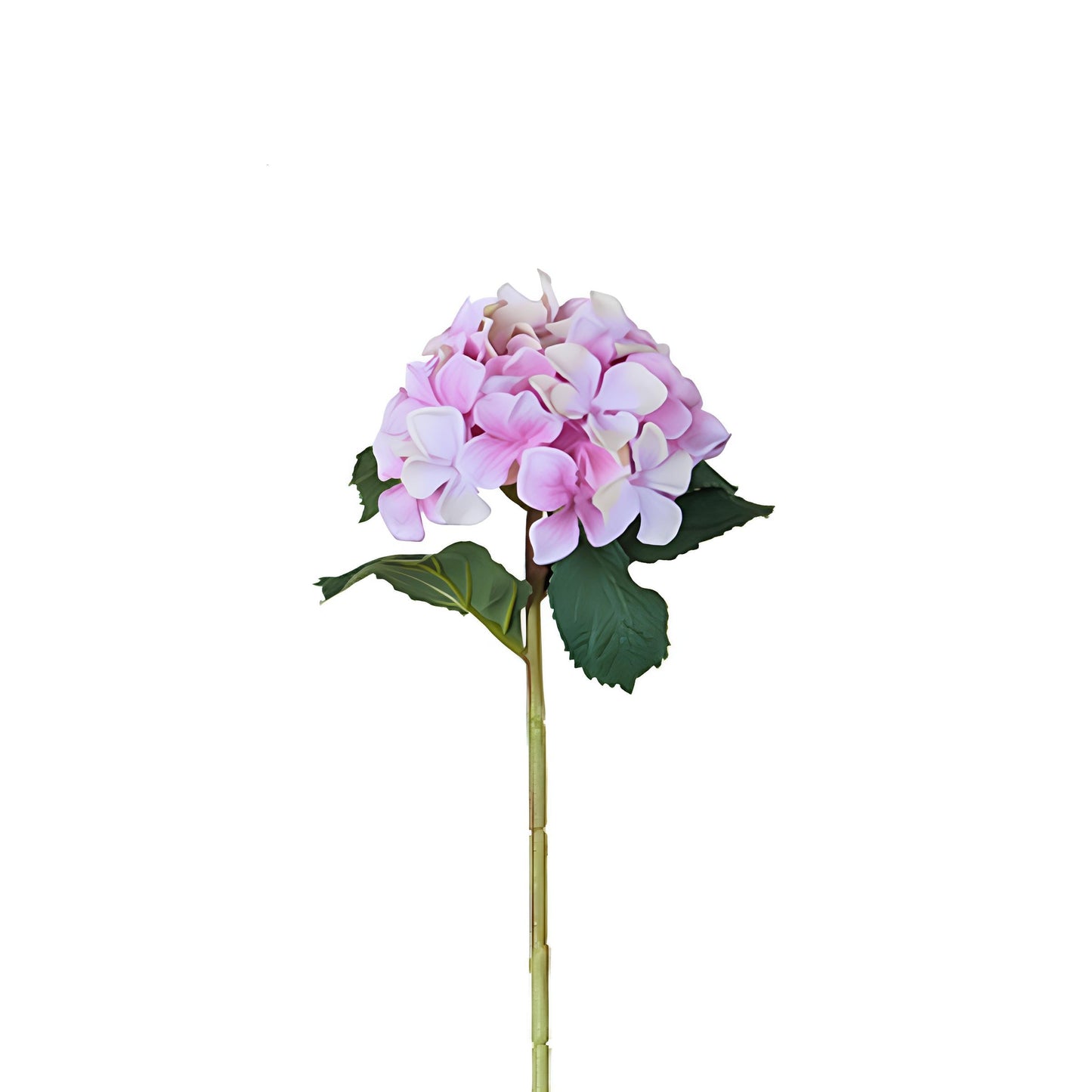 Tige d'Hydrangea