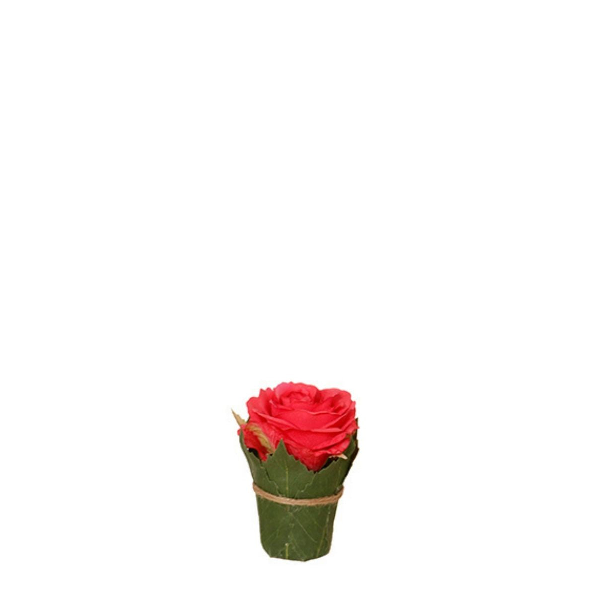 Composizione Rosa entourée de feuilles