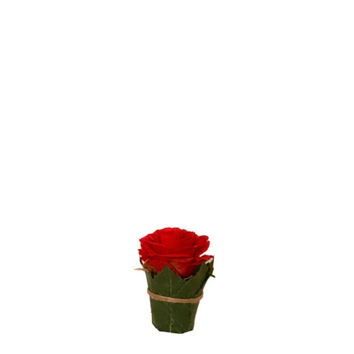 Composizione Rosa entourée de feuilles
