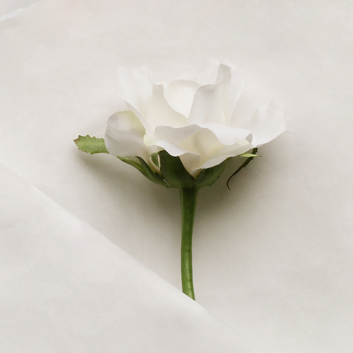 Tige de rose Maria Impermeabile chiusa