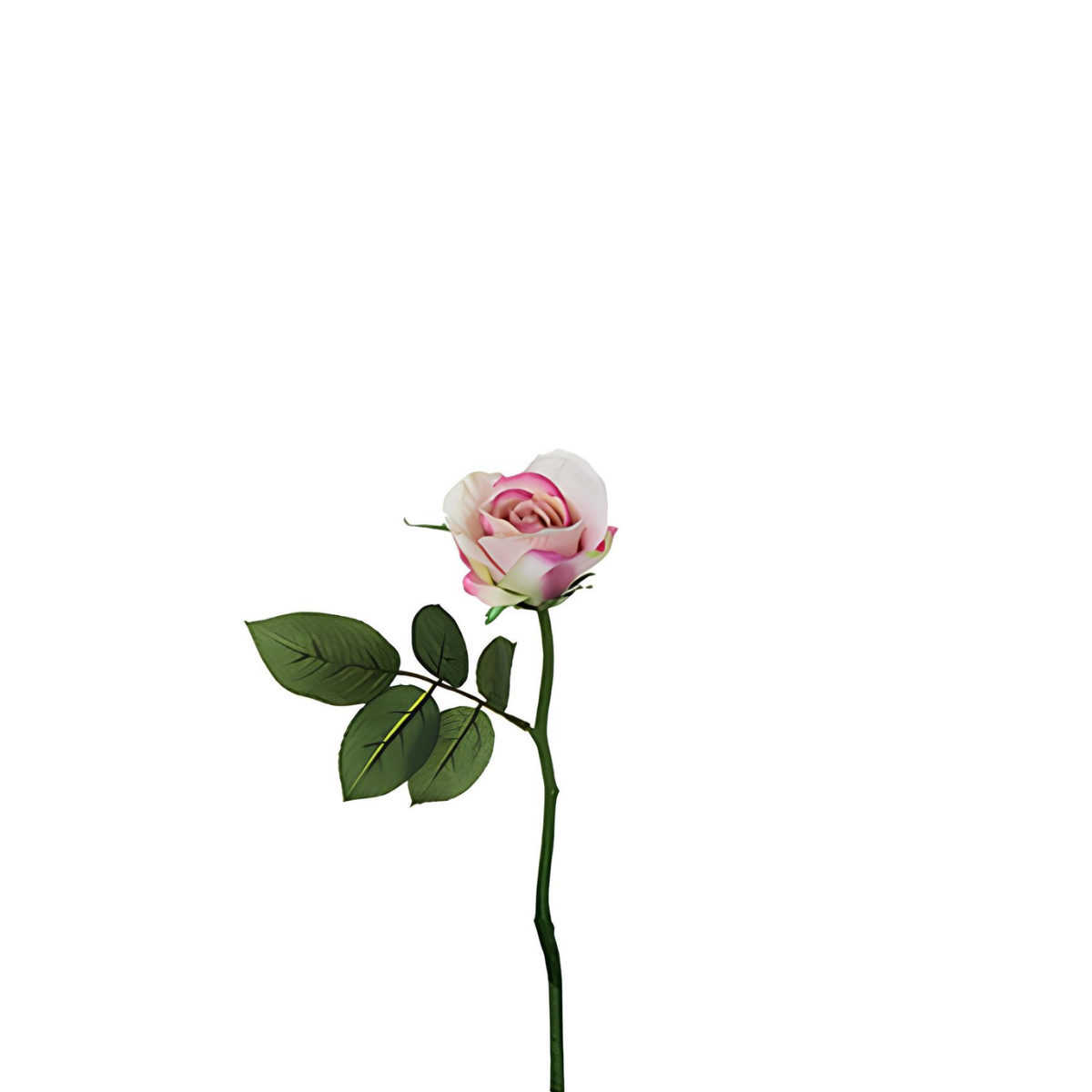Tige de rose Maria Impermeabile chiusa