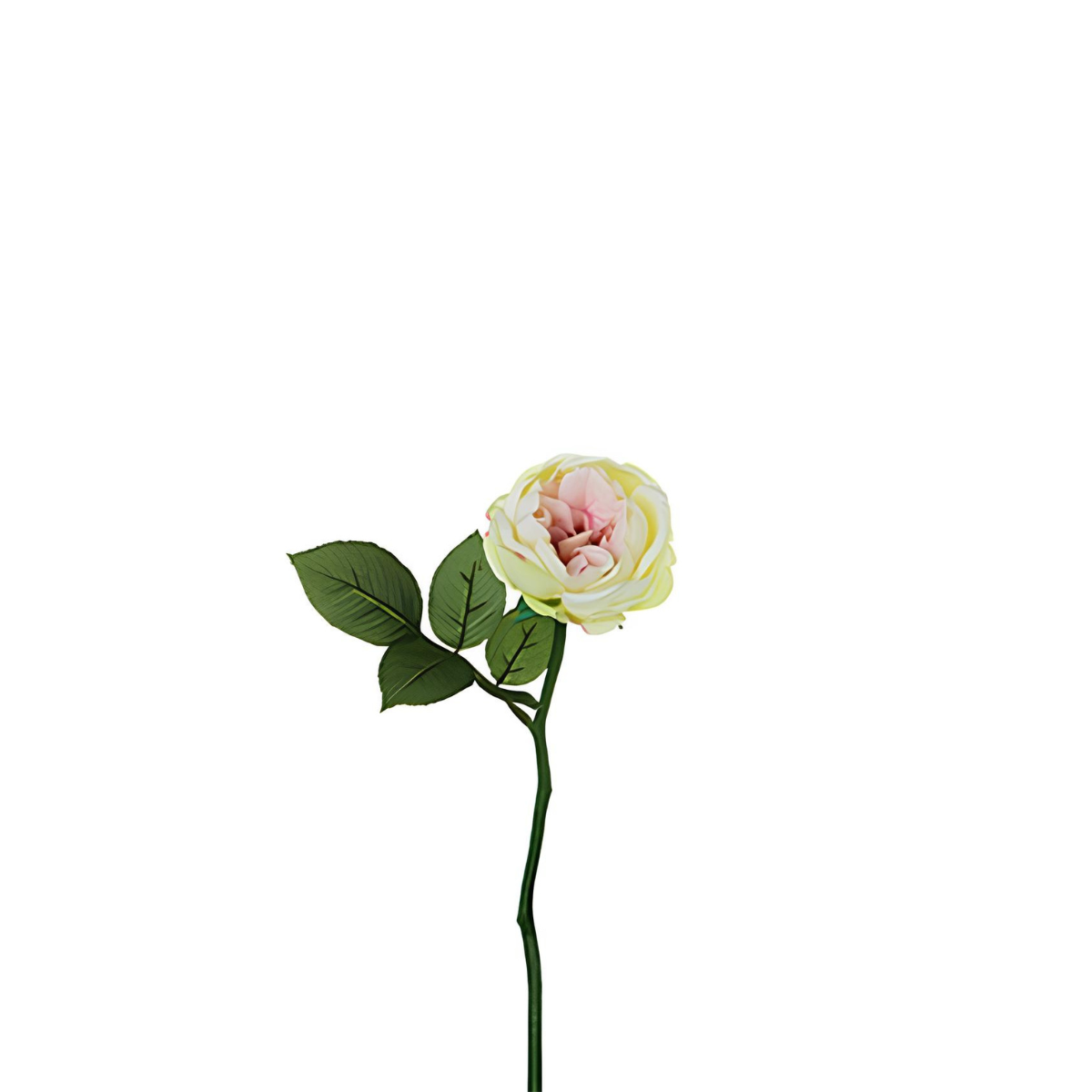 Tige de rose Maria Impermeabile ouverte