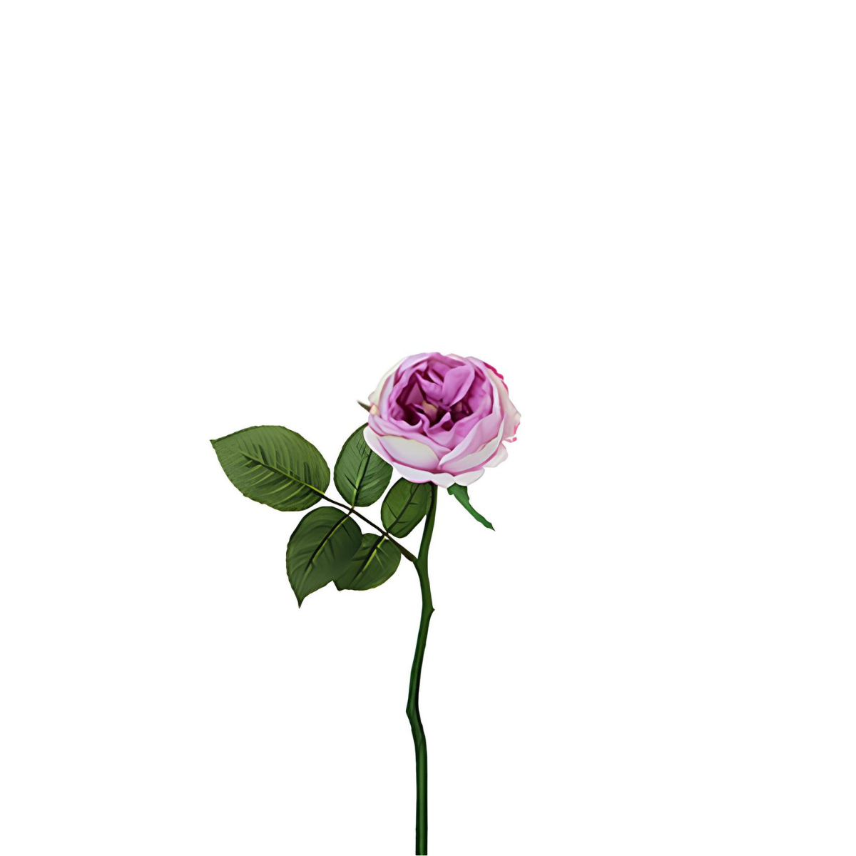 Tige de rose Maria Impermeabile ouverte