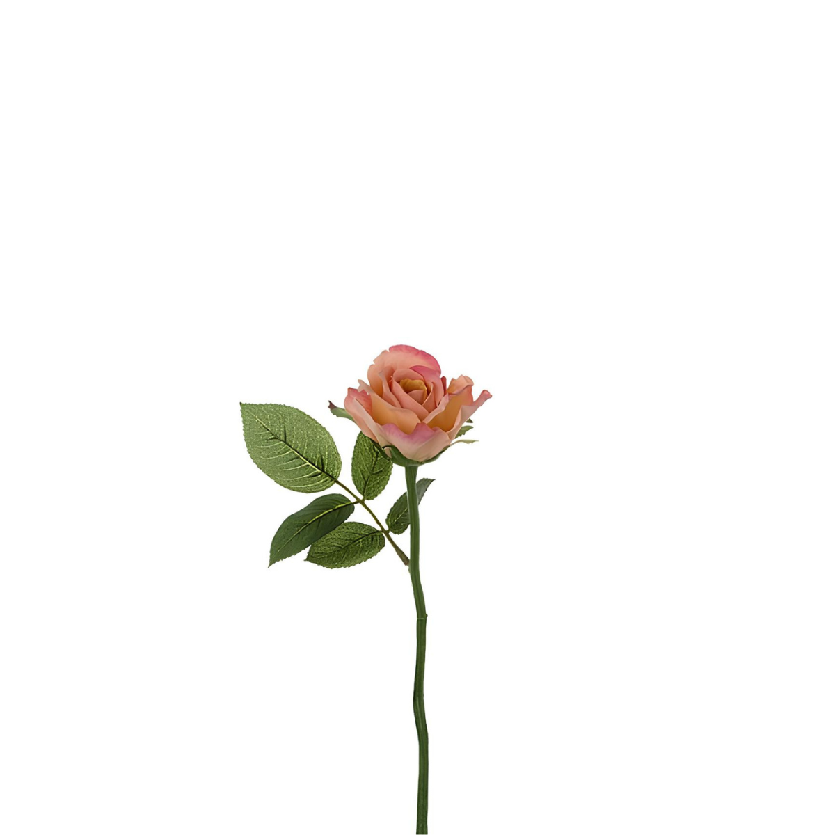 Tige de rose Maria Impermeabile chiusa