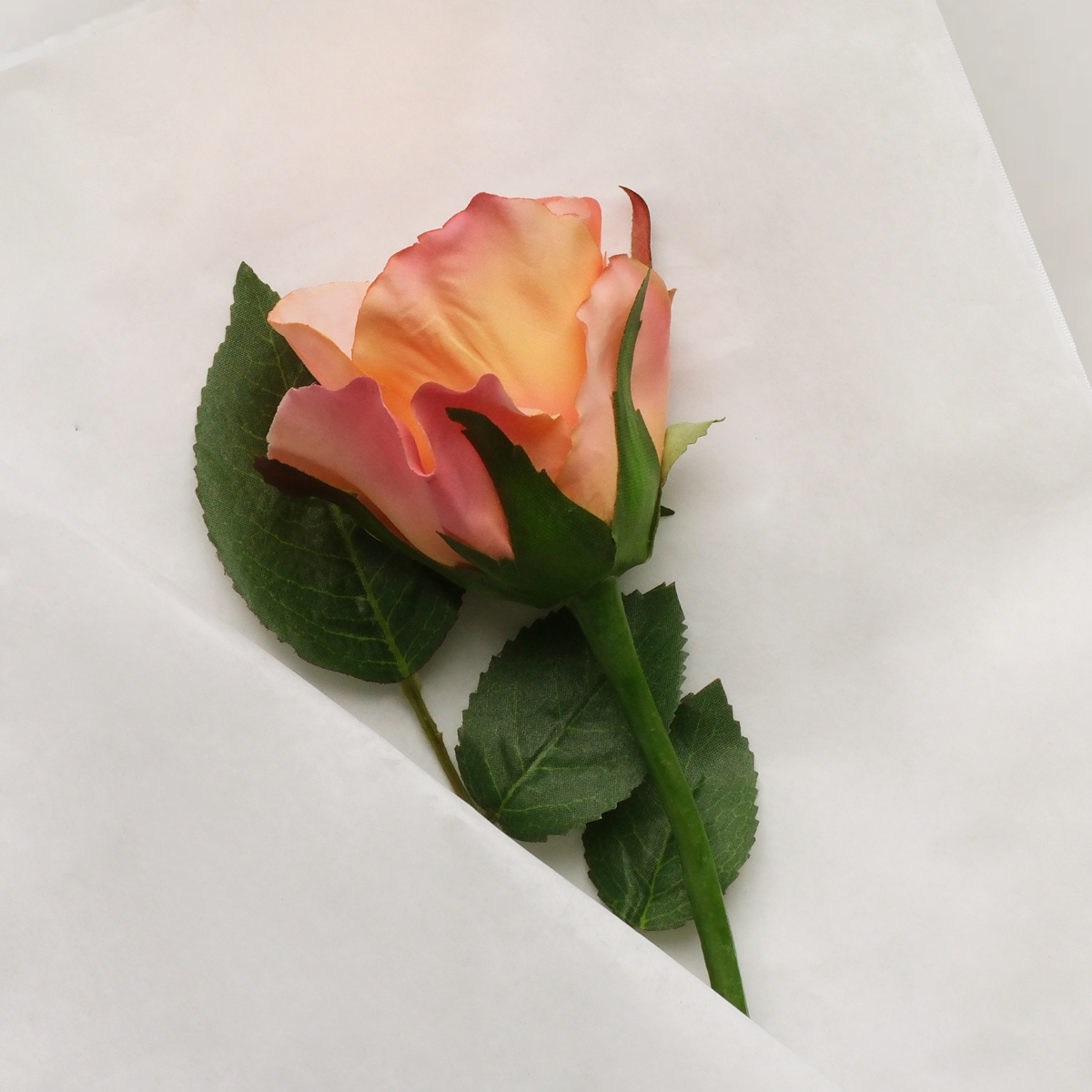 Tige de rose Maria Impermeabile chiusa