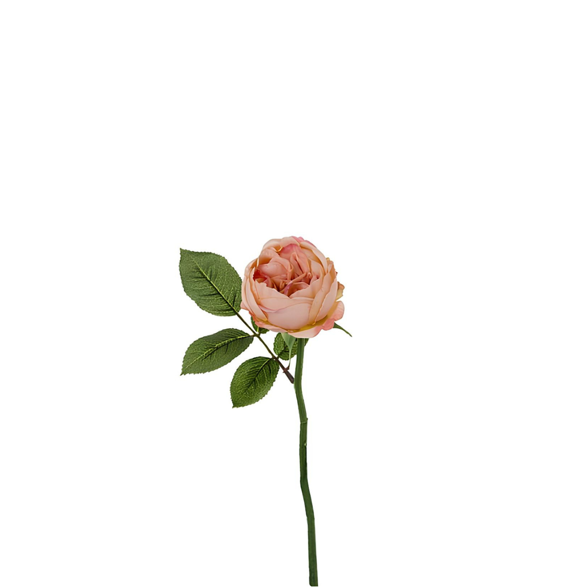 Tige de rose Maria Impermeabile ouverte