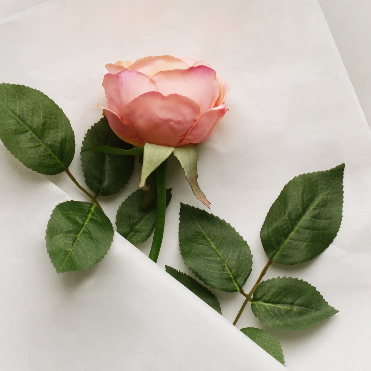 Tige de rose Maria Impermeabile ouverte