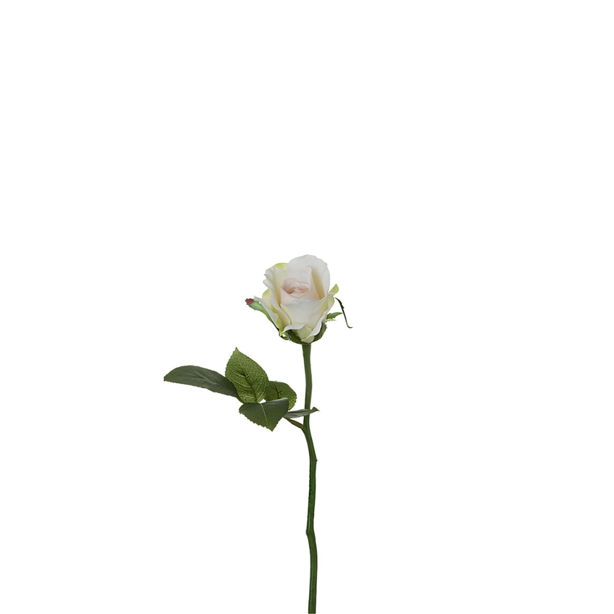 Tige de rose Maria Impermeabile chiusa