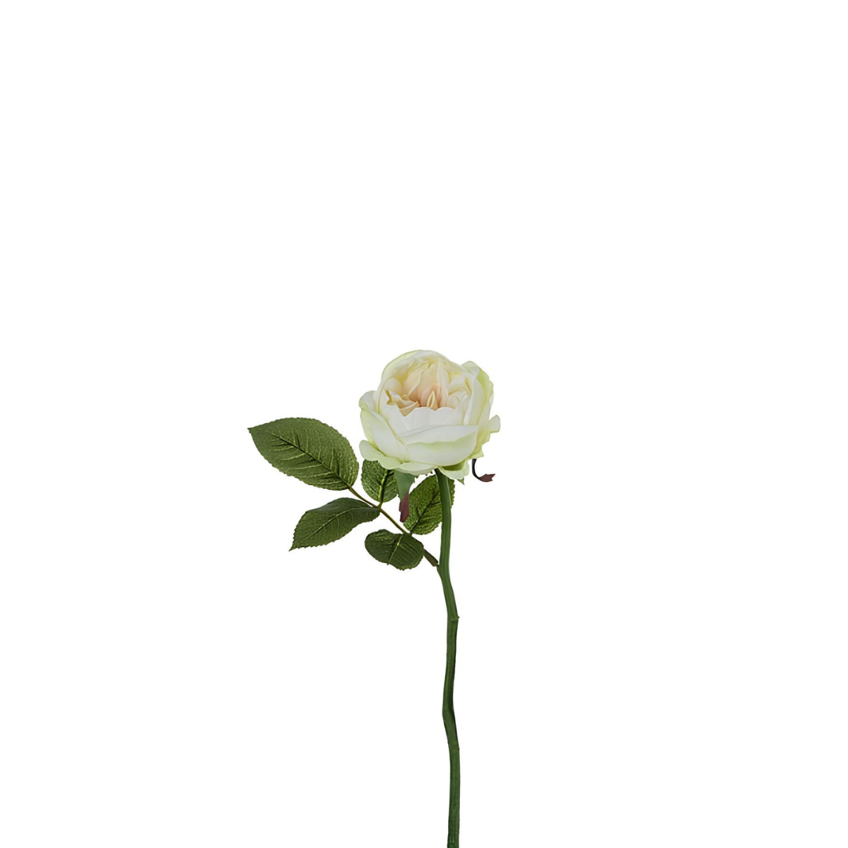 Tige de rose Maria Impermeabile ouverte