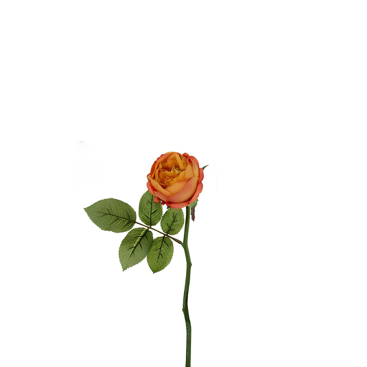 Tige de rose Maria Impermeabile chiusa