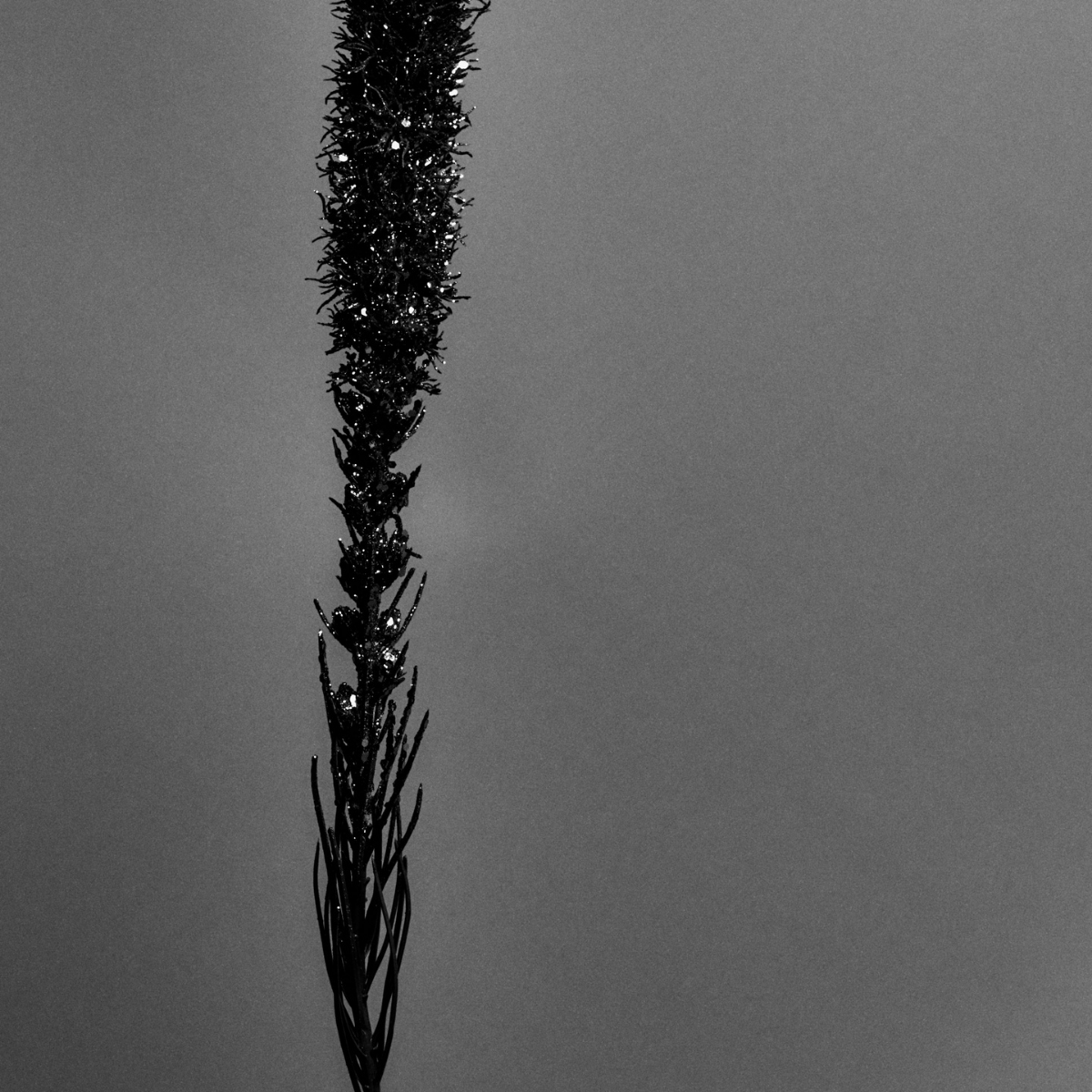 Tige de Liatris pailletée