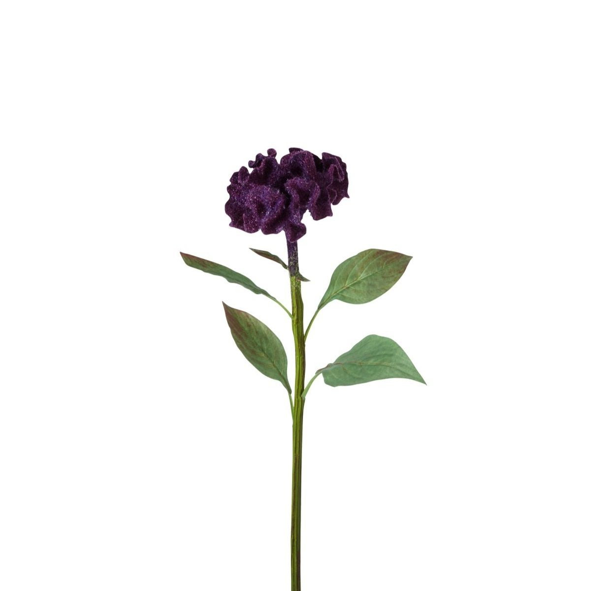 Tige de Celosia