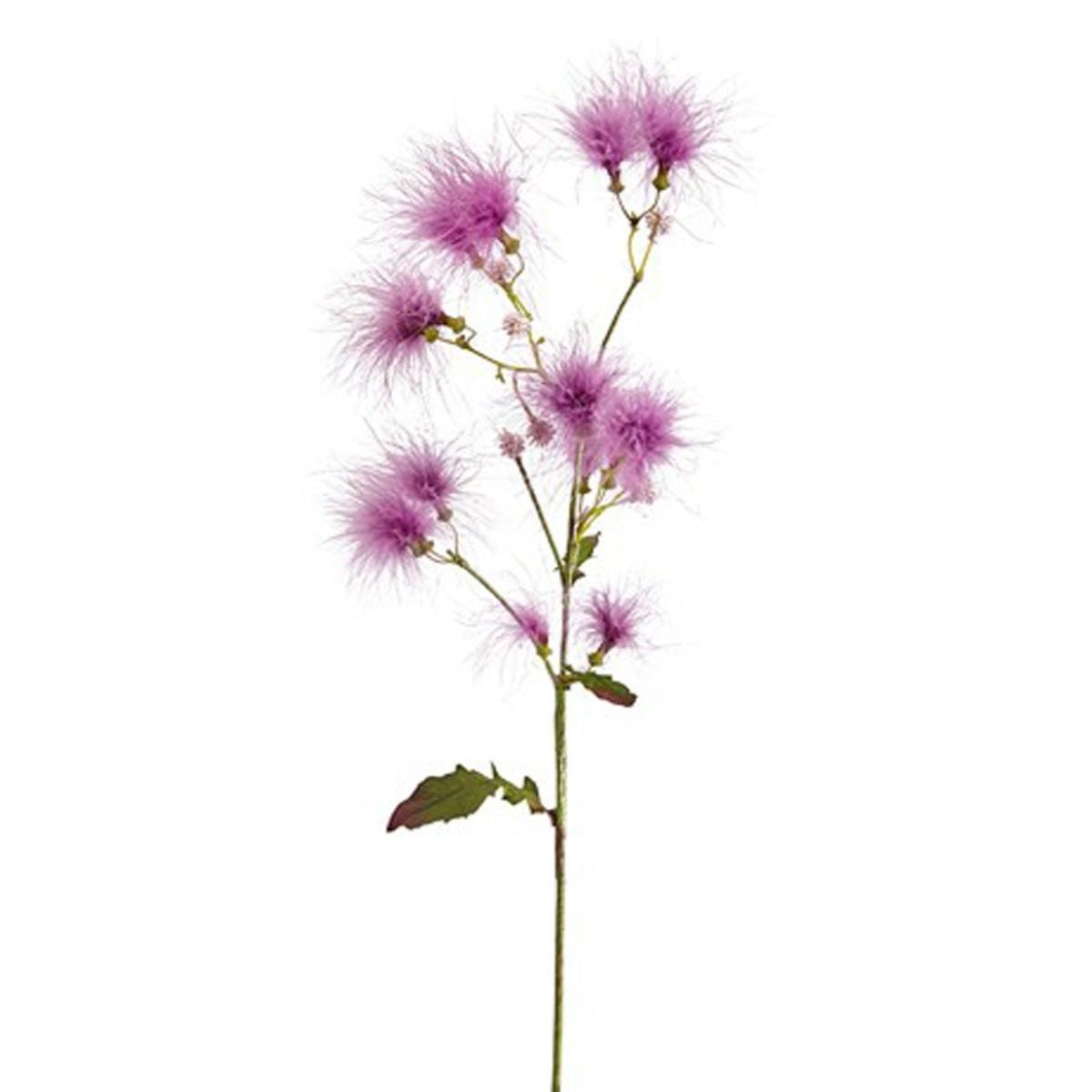 Tige de Cotinus