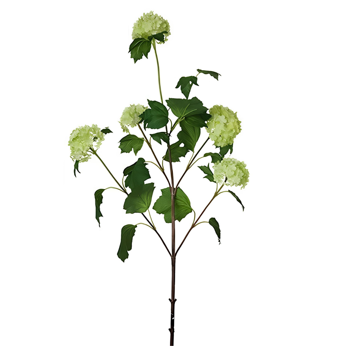 Tige d'Hydrangea Palle di neve 5 testi