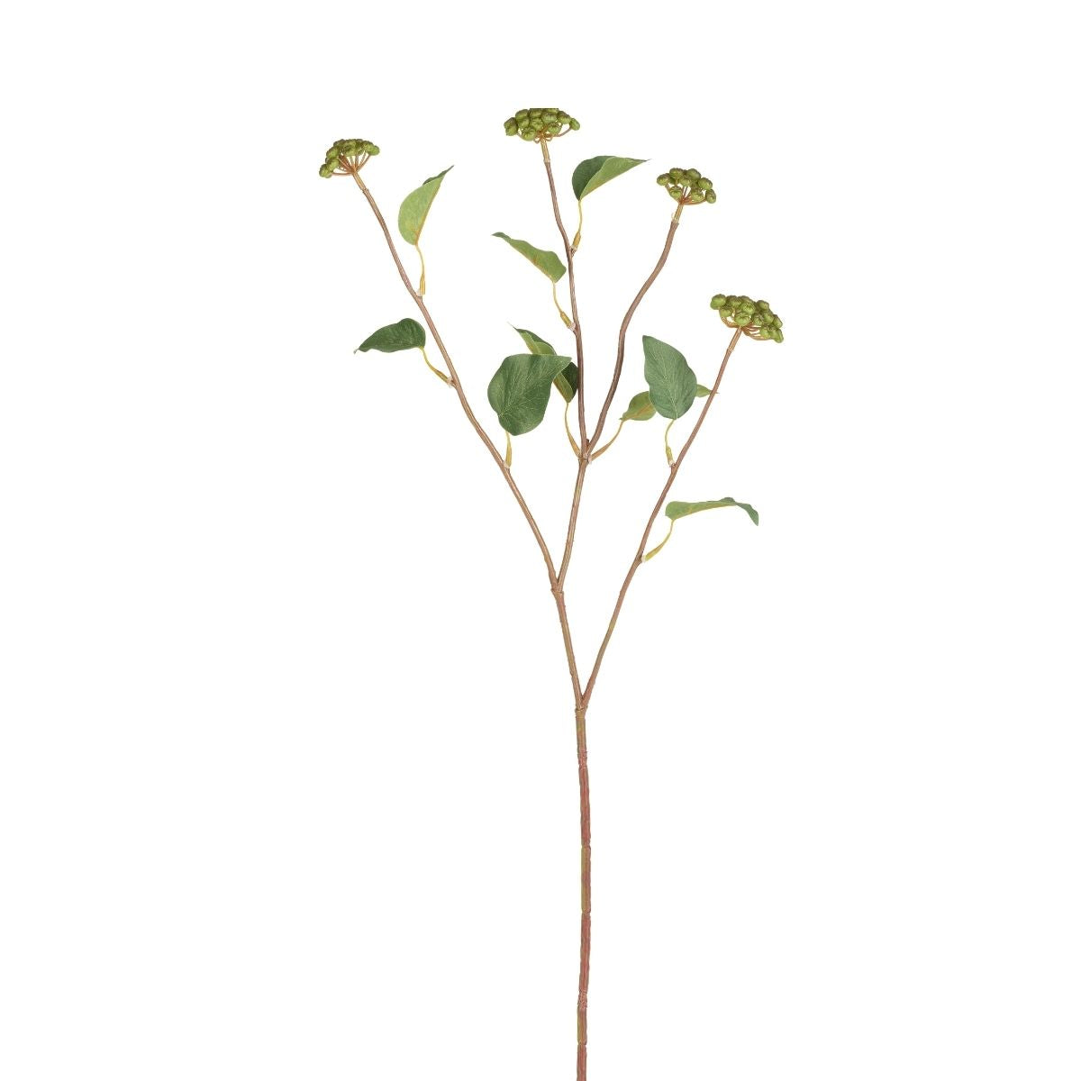 Branche de baies avec feuilles