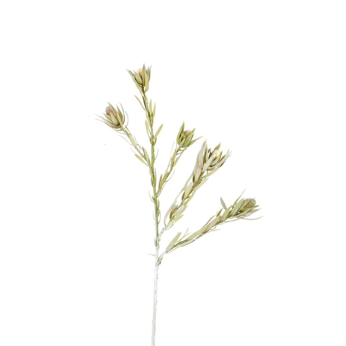Feuillage de Protea con frutti
