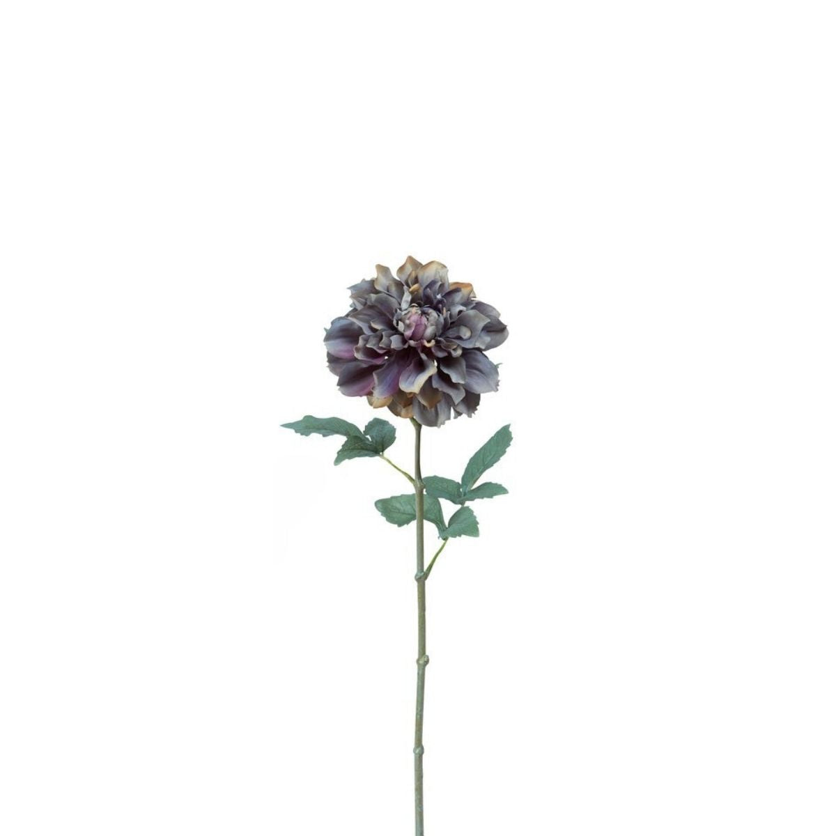 Tige de Dahlia Waterlily