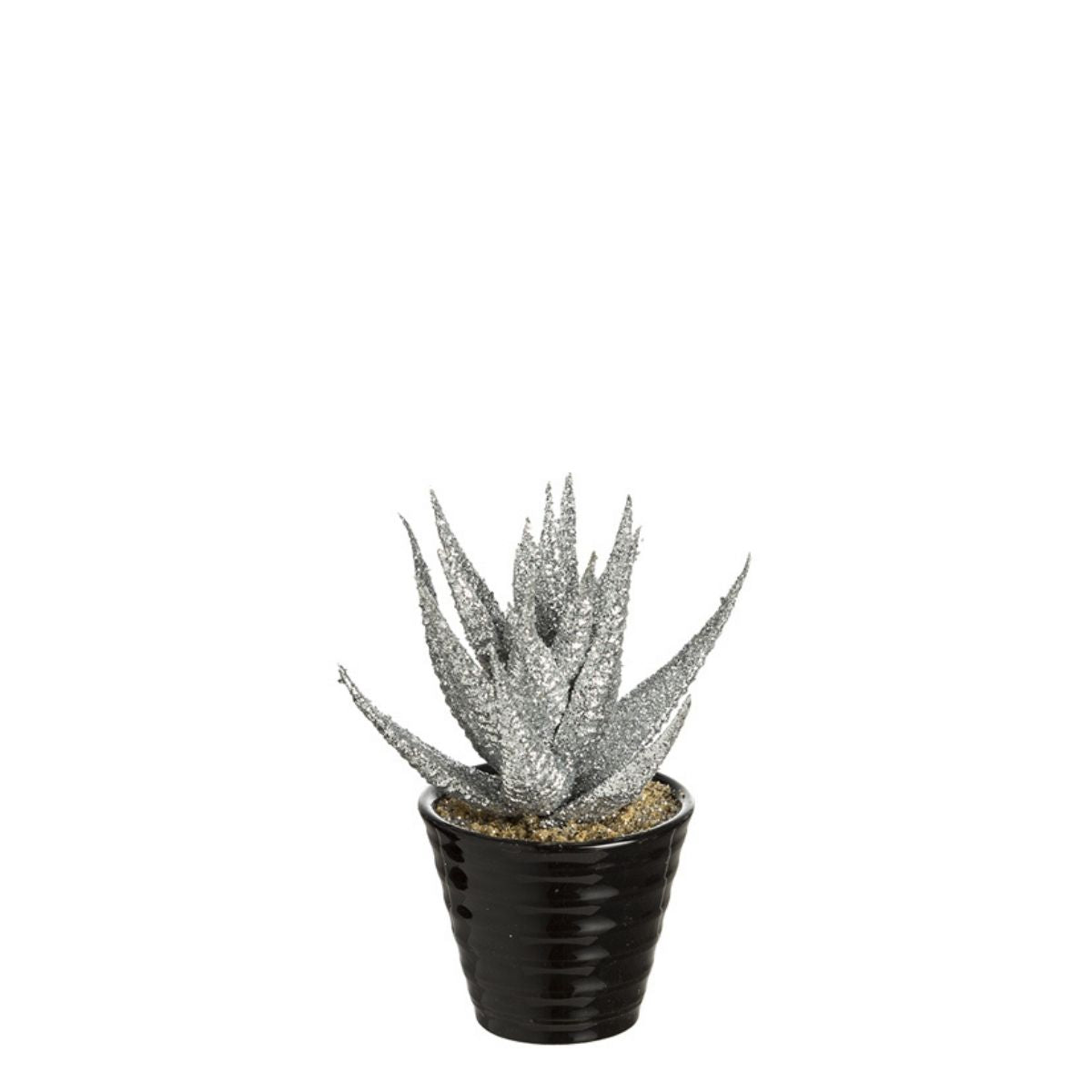 Succulente Haworthia pailletée in vaso