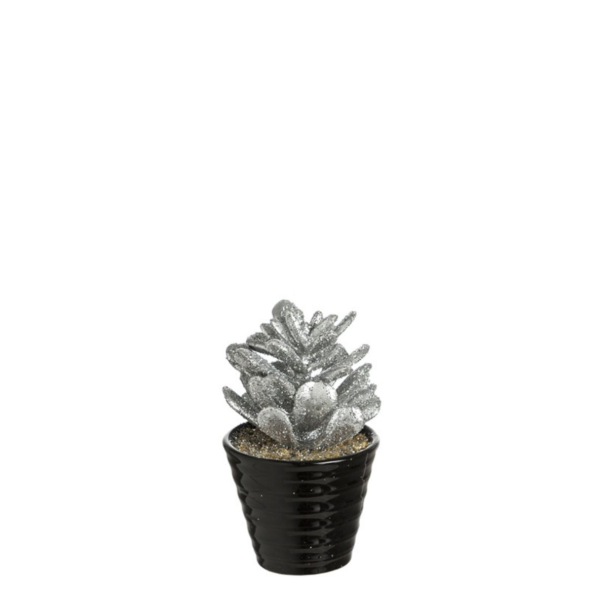 Succulente Crassula pailletée in vaso
