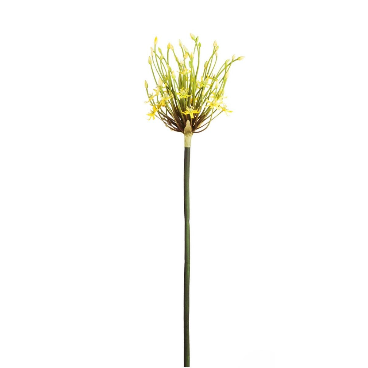 Ragno Tige d'Allium