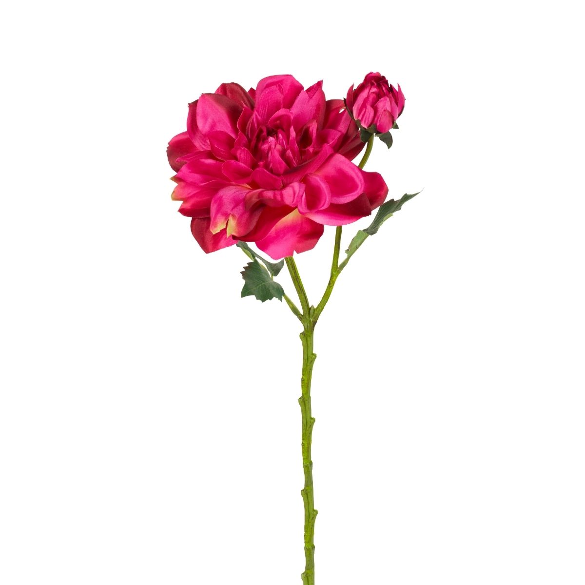 Tige de Dahlia avec bourgeon