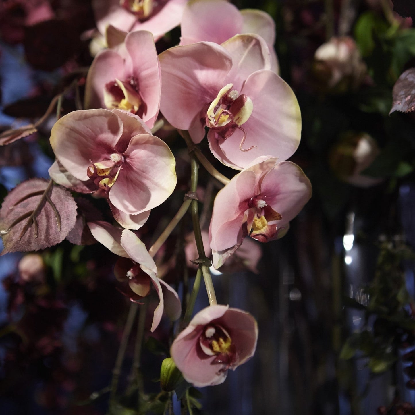 Tige d'Orchidée Phalaenopsis Budy