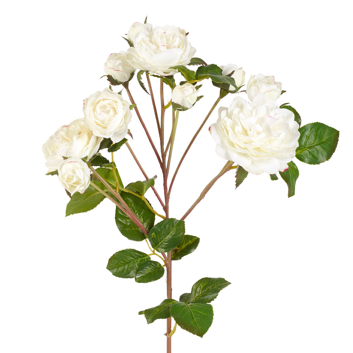 Tige de Roses