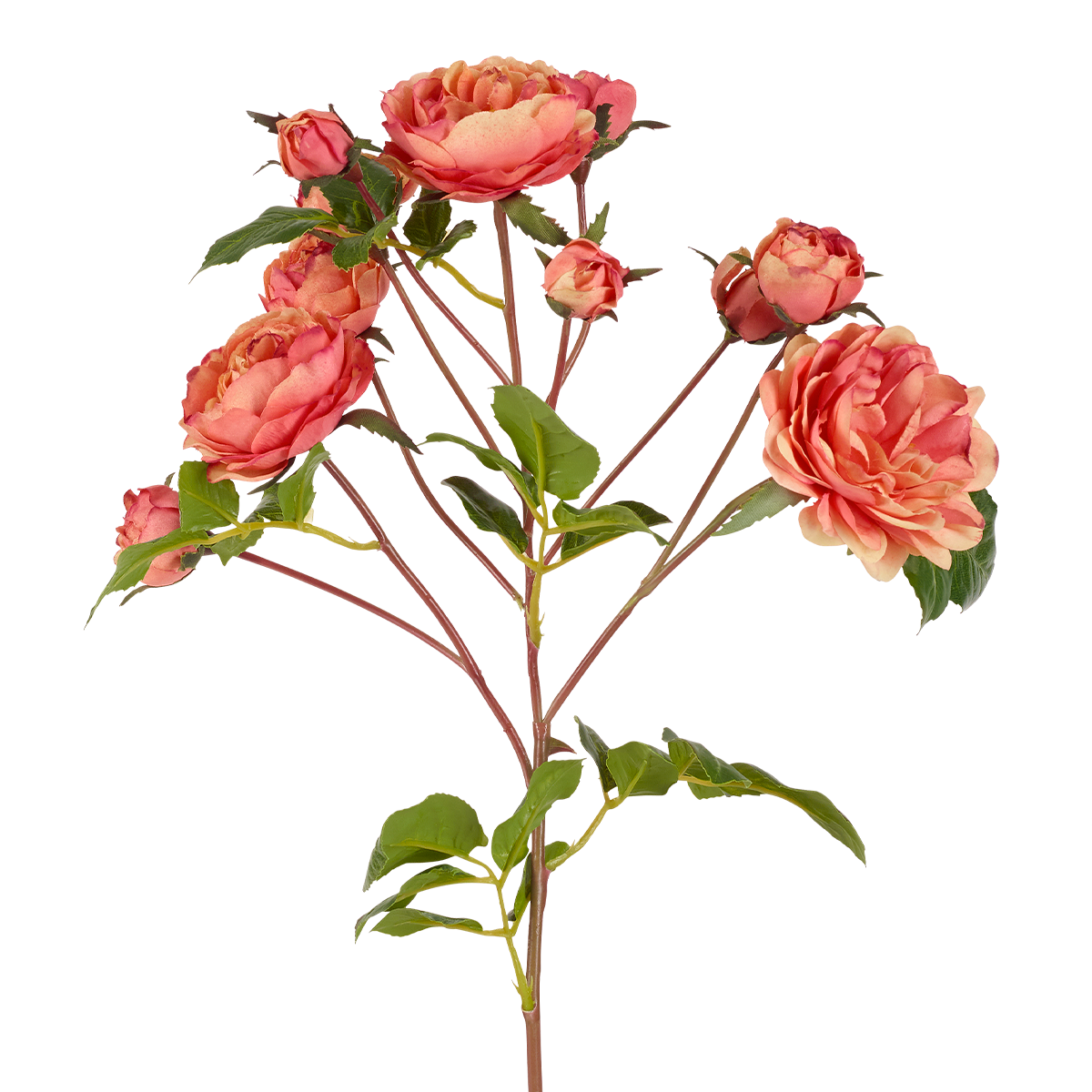 Tige de Roses