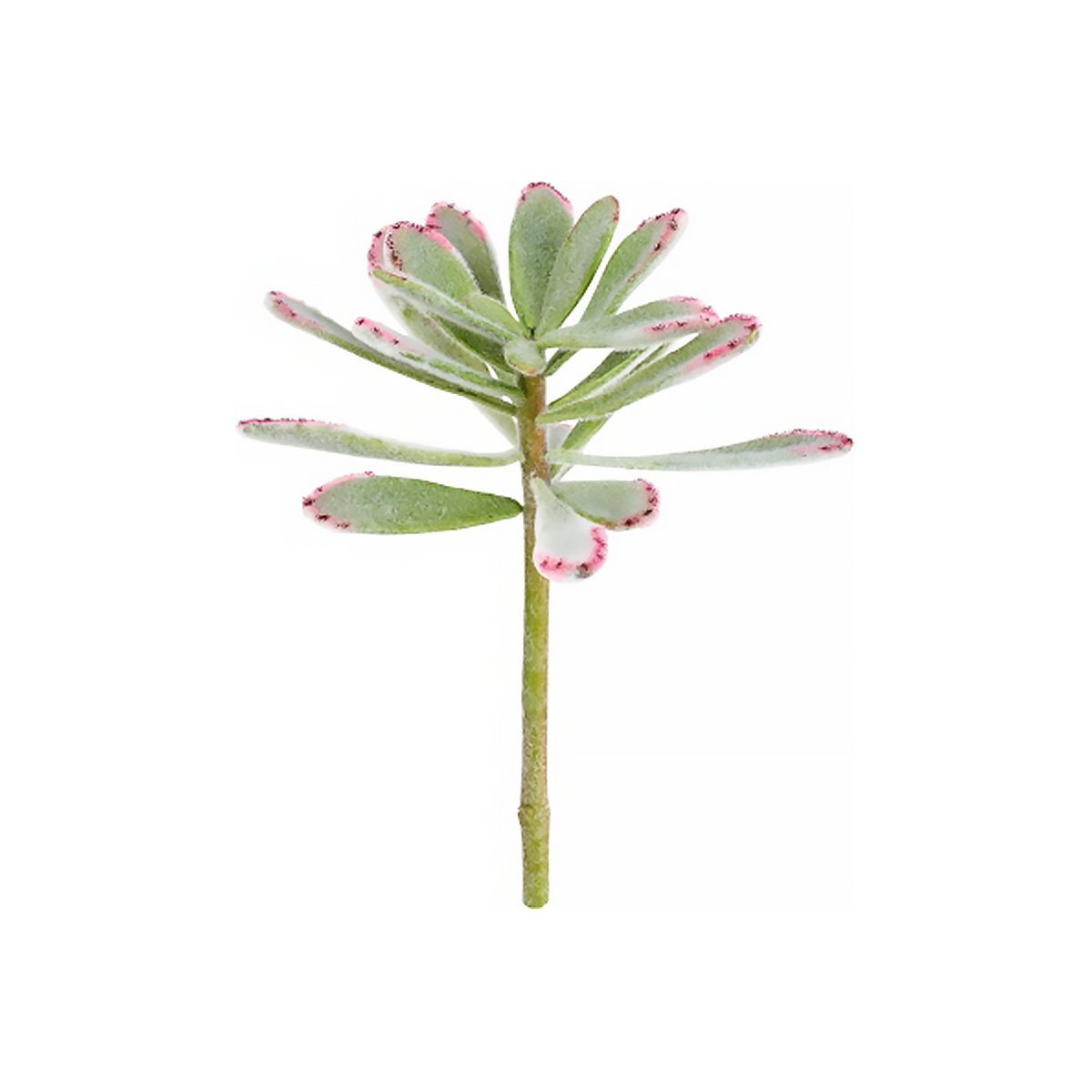 Fogliame di Succulente Kalanchoé