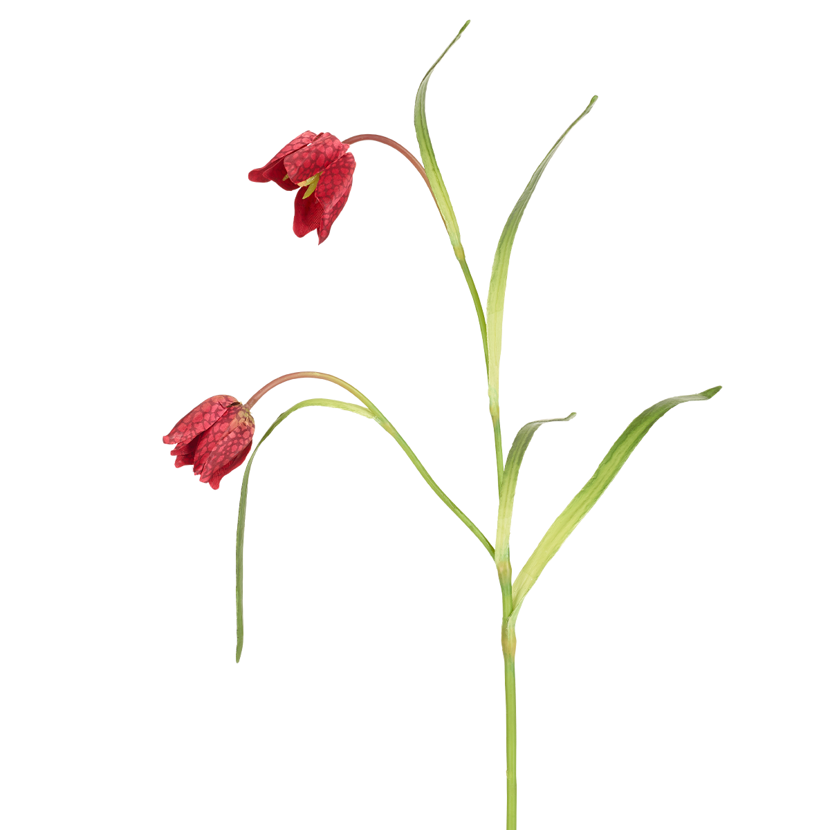 Tige de Fritillaria Imperiale