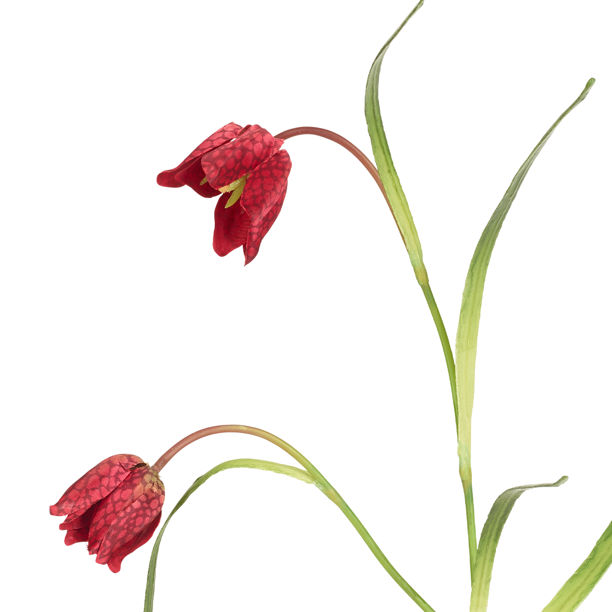 Tige de Fritillaria Imperiale