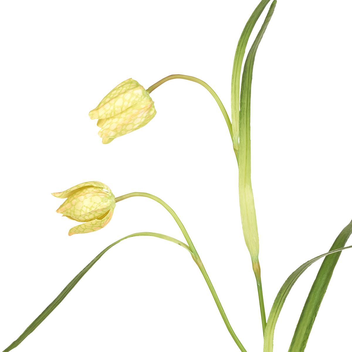 Tige de Fritillaria Imperiale