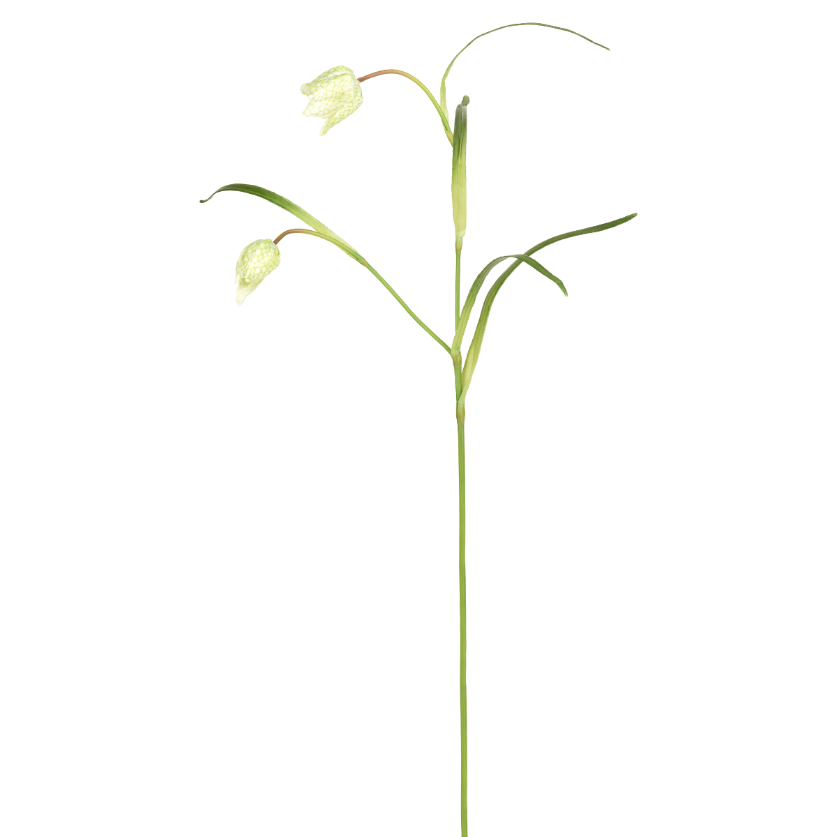 Tige de Fritillaria Imperiale