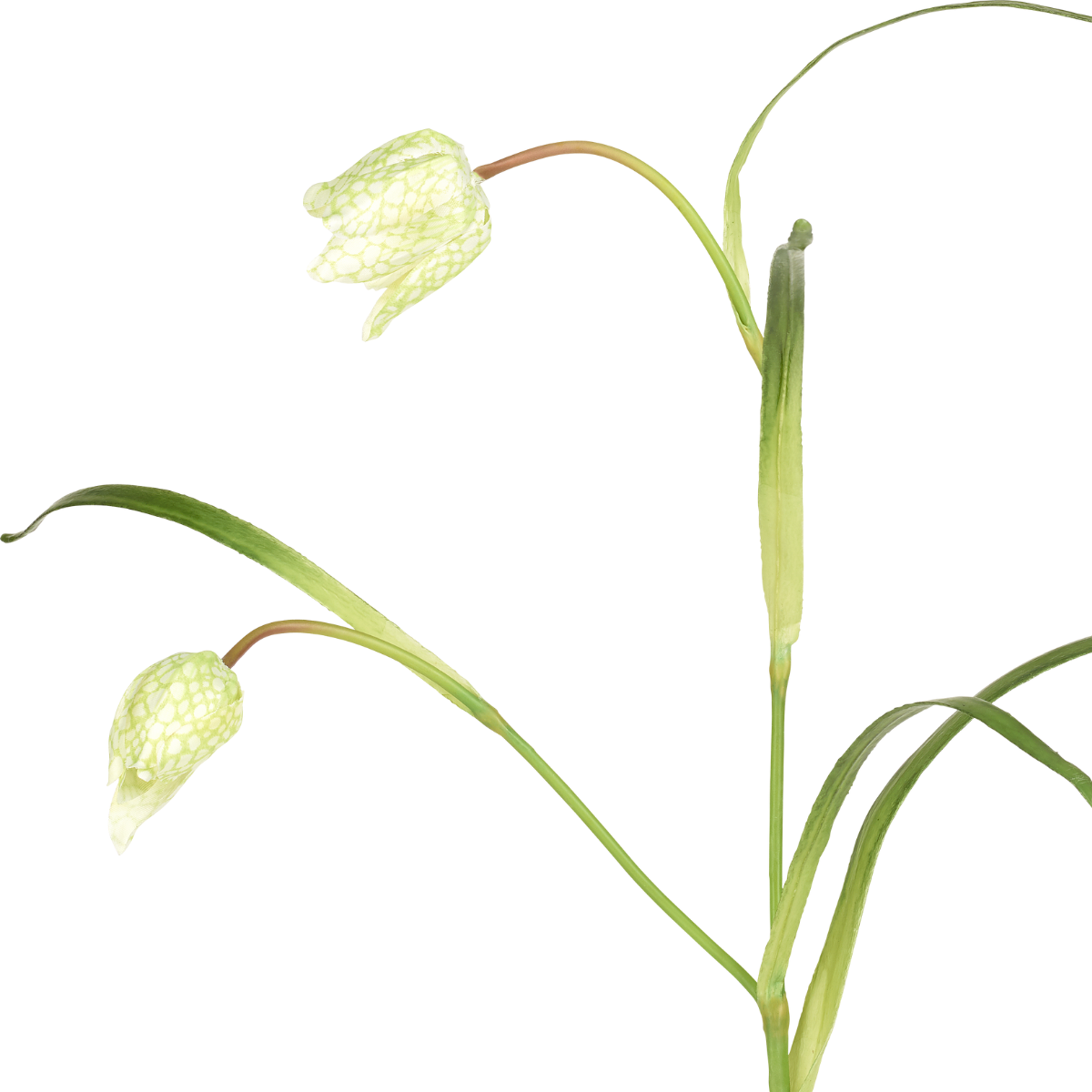 Tige de Fritillaria Imperiale