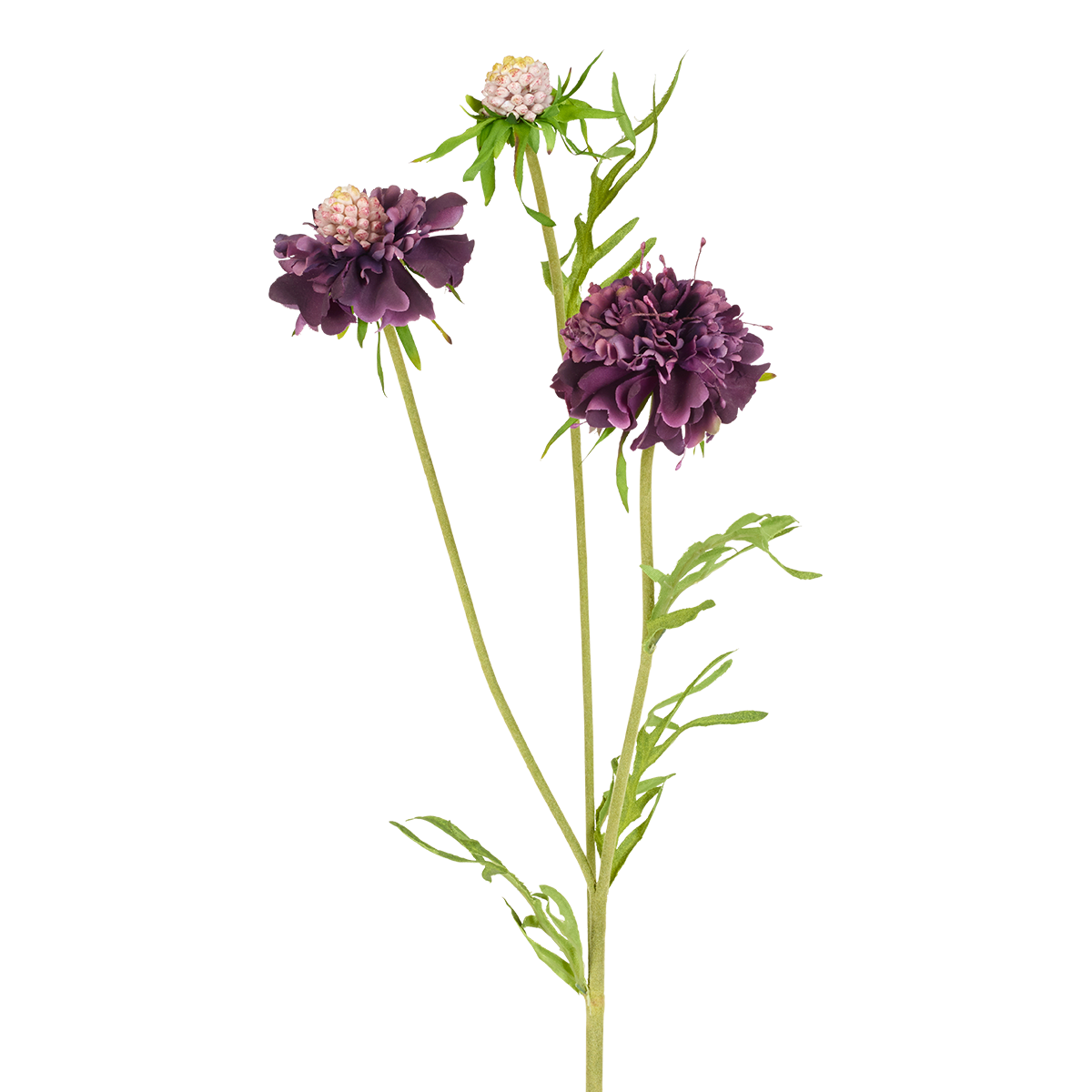 Tige de Scabiosa Fleurie