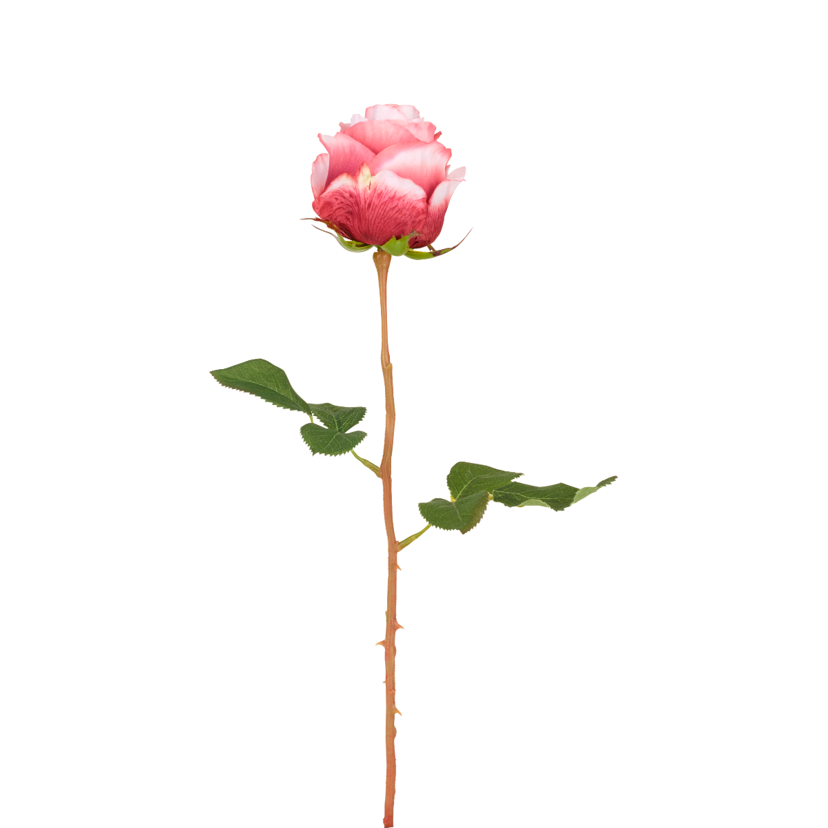 Tige de Rose Kate
