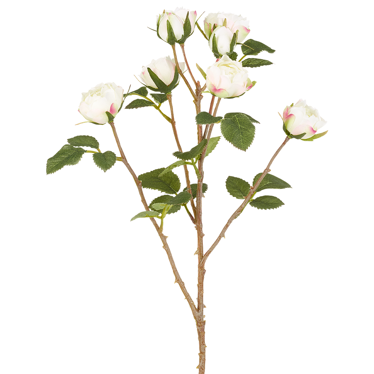 Tè Tige de Roses