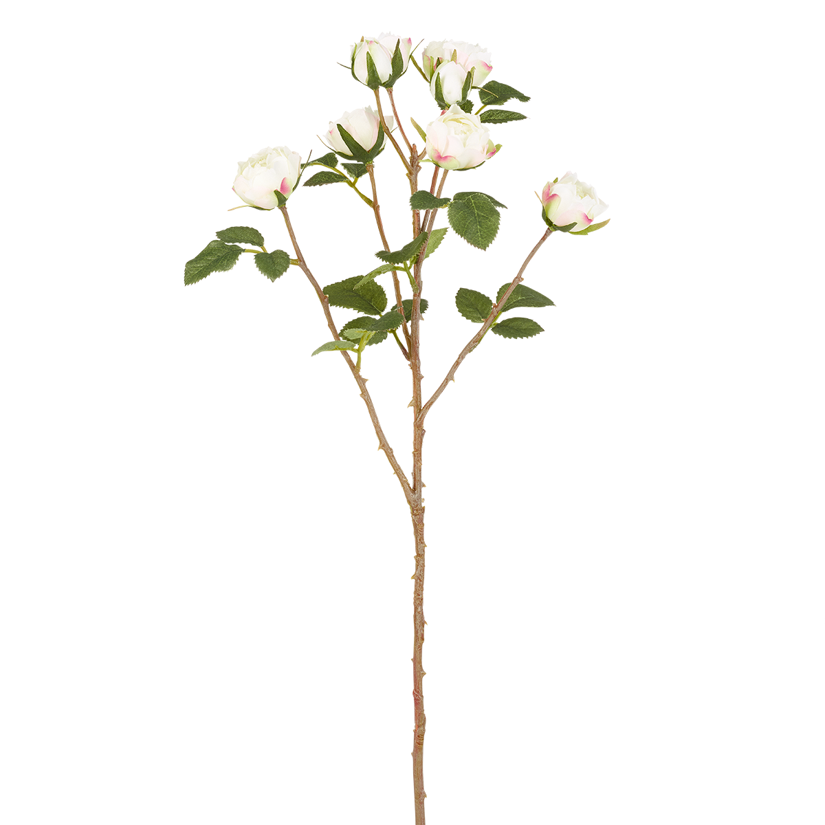 Tè Tige de Roses