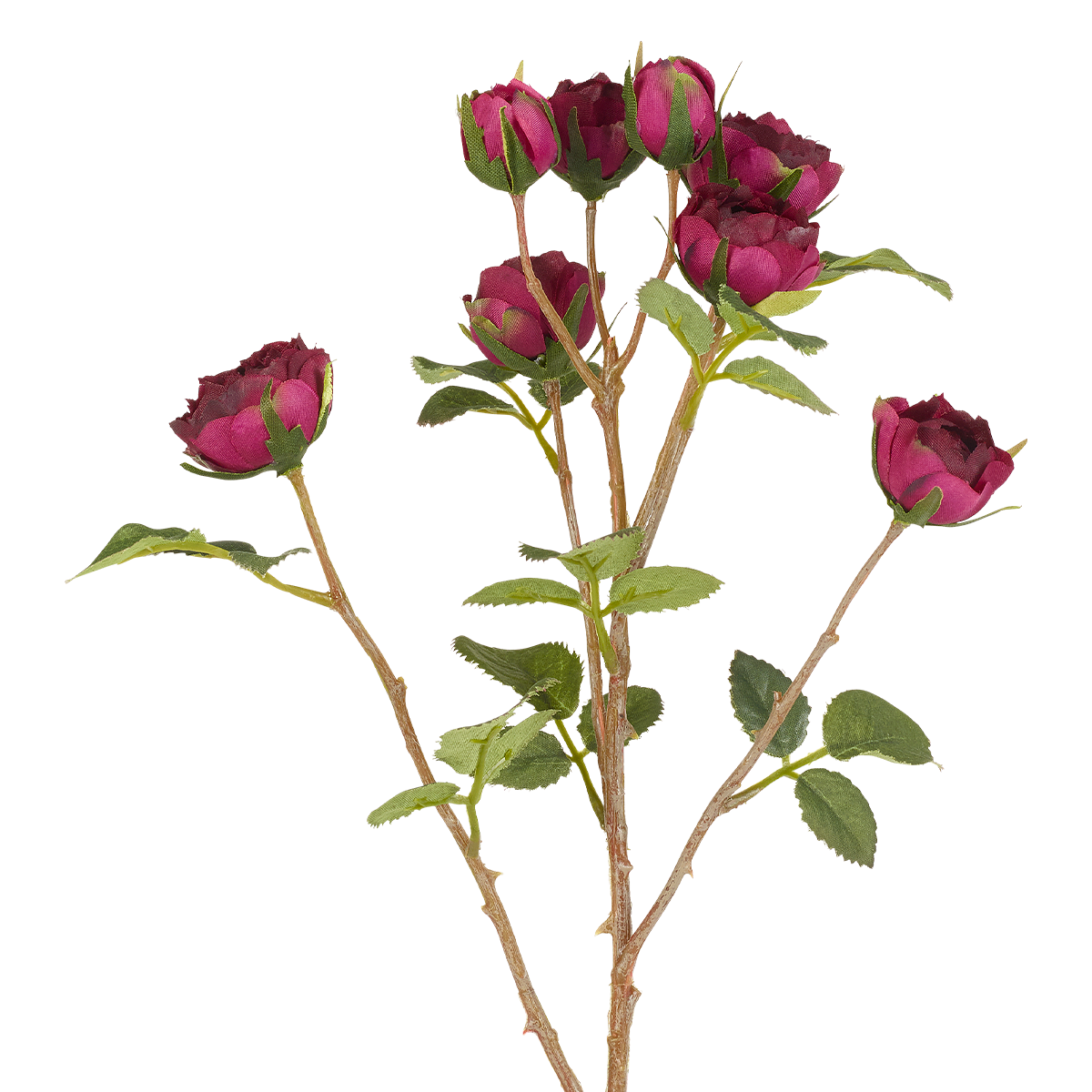Tè Tige de Roses