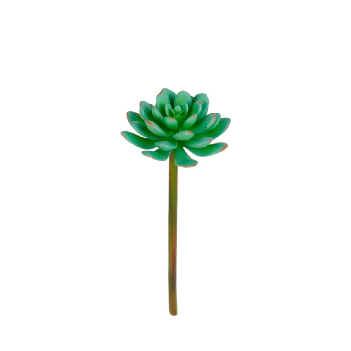 Feuillage de succulente Echeveria