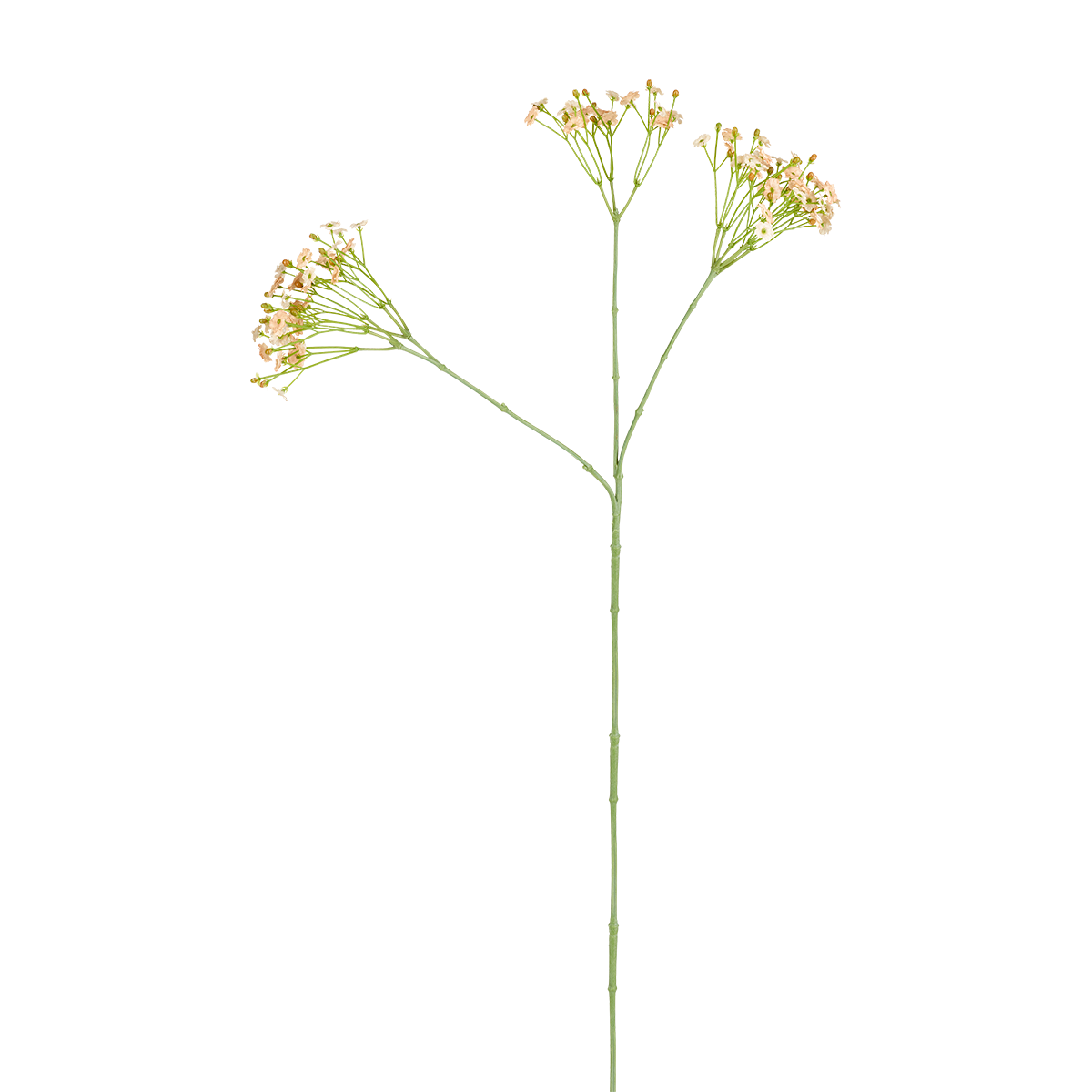 Tige de Gypsophile