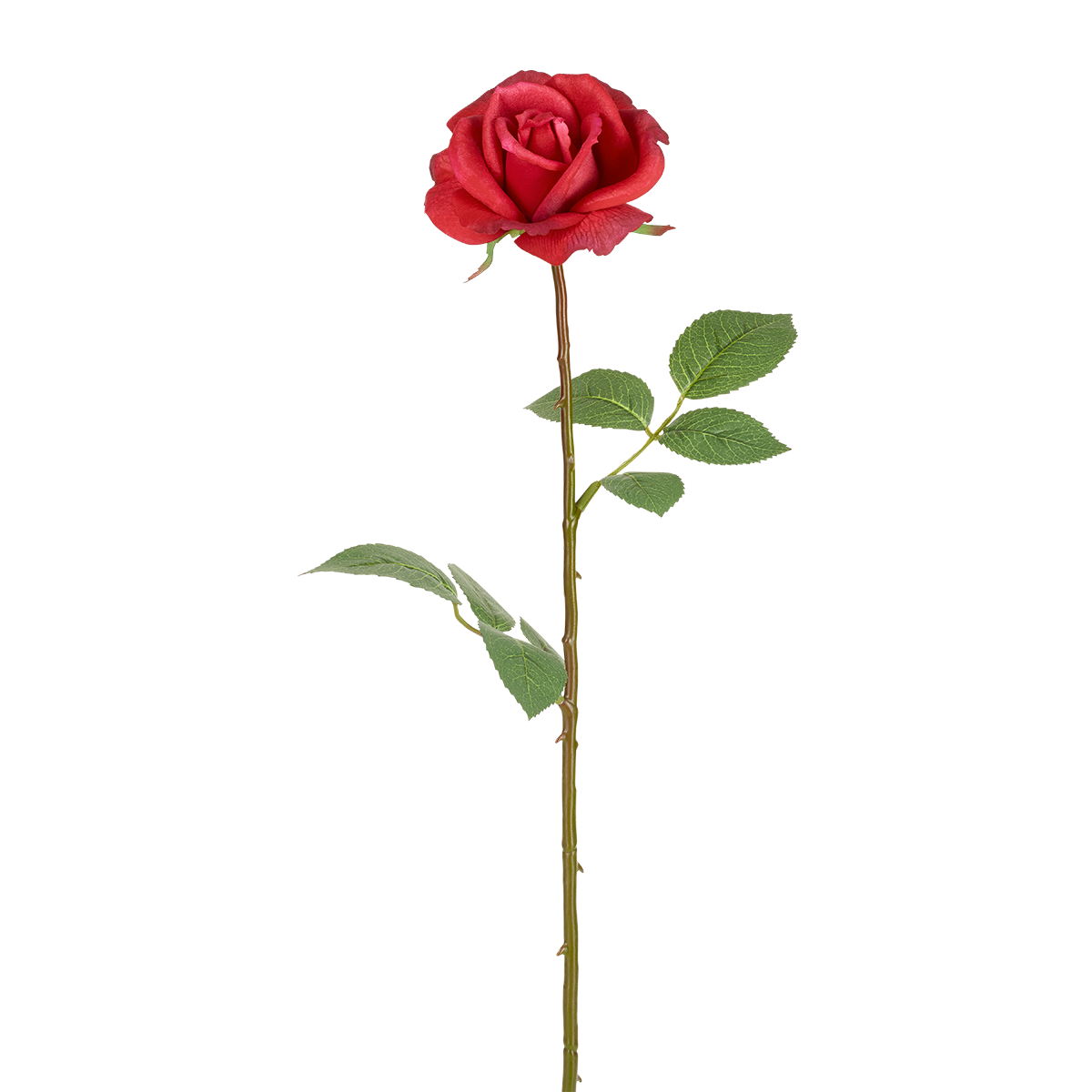 Tige de Rose Sophia