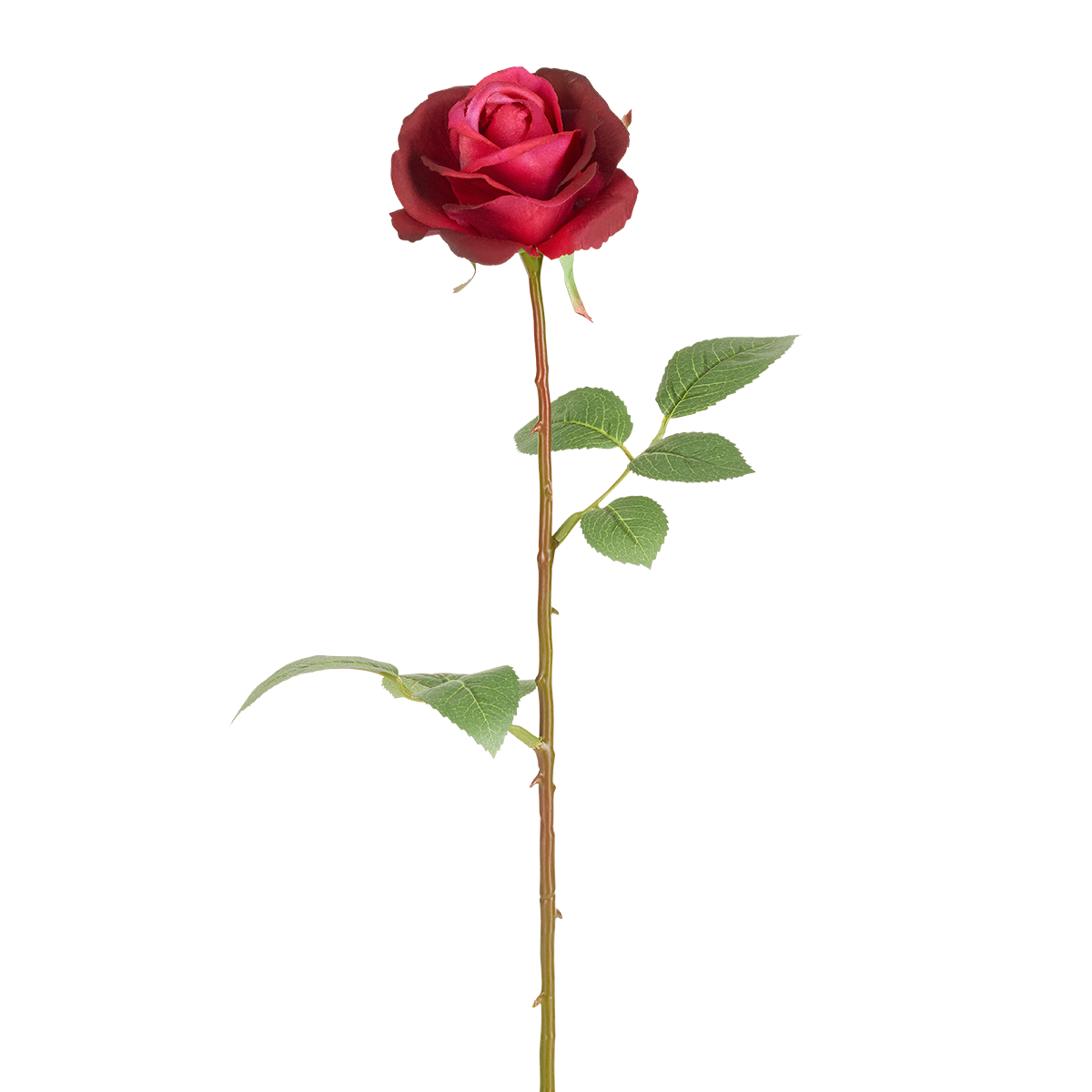 Tige de Rose Sophia